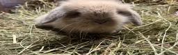 Mini Lion Lop rabbits for sale: Gorgeous Mini lion lops  - Advert 6