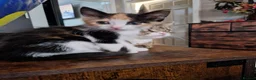 Mixed Breed cats for sale: 6 beautiful kittens ready for new homes - Advert 9