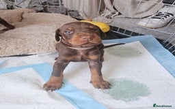 Dobermann dogs for sale: Dobermans available  - Image 8