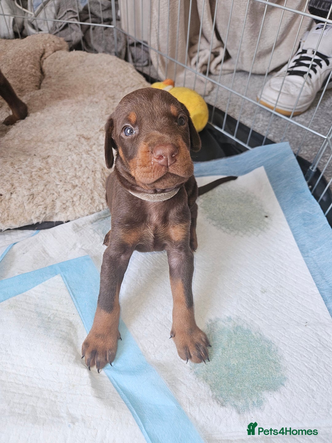Dobermann dogs for sale: Dobermans available  - Image 8