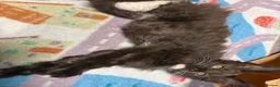 Maine Coon cats for sale: Stunning XL Russian Maine Coon kittens - Advert 5