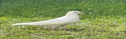 Pigeons birds for sale: WANTED. White straight tailed pigeons / Doves  - Advert 1