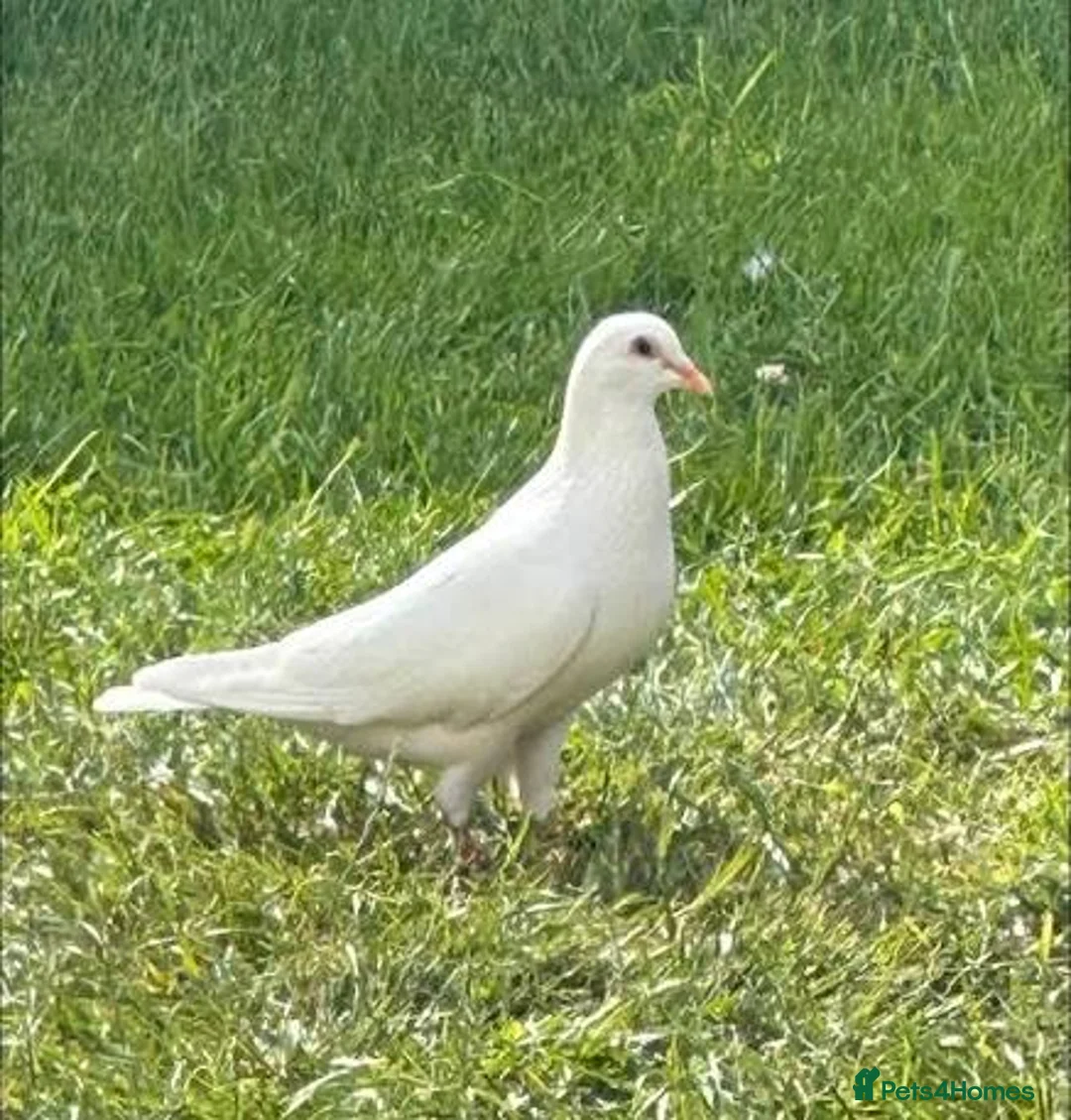 Pigeons birds for sale: WANTED. White straight tailed pigeons / Doves  - Advert 1