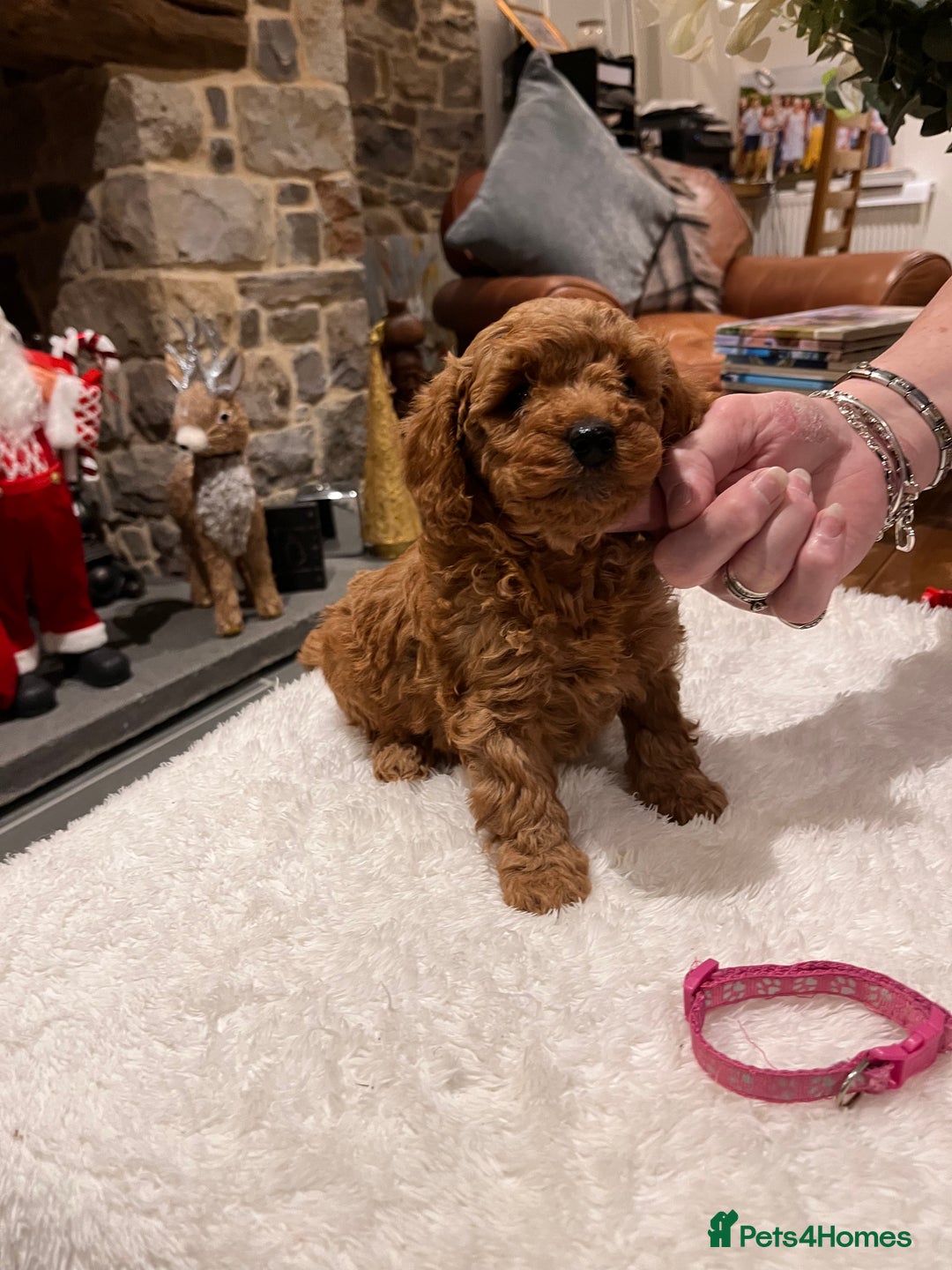 Toy Poodle dogs for sale: Stunning  Red Toy Poodle  puppies  - Advert 6