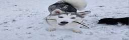 Siberian Husky dogs for sale: 5 beautiful siberian husky fur babies - Advert 2