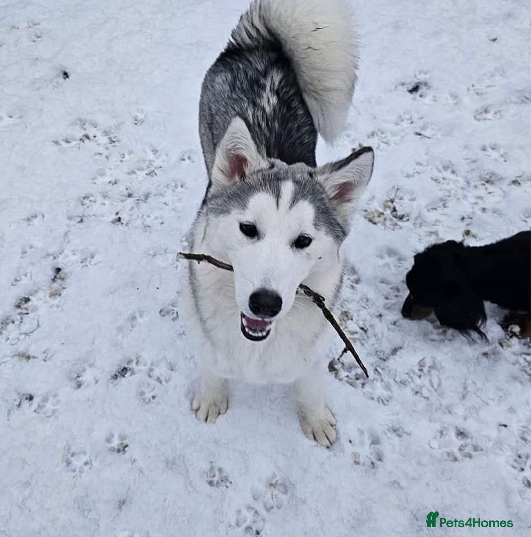 Siberian Husky dogs for sale: 5 beautiful siberian husky fur babies - Advert 2