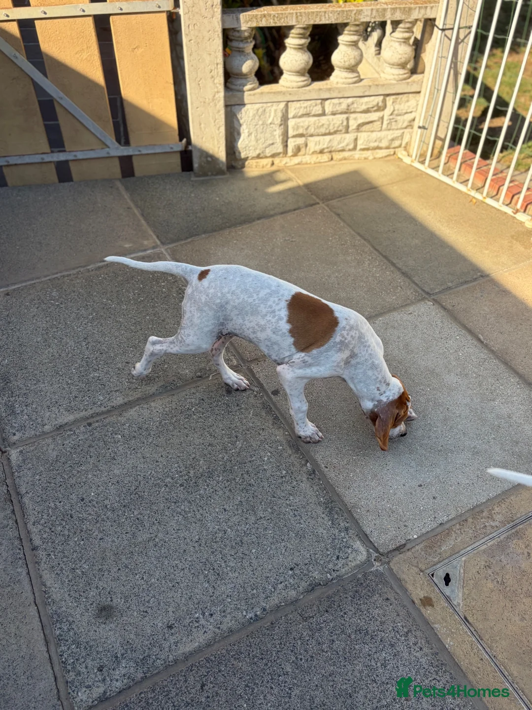 Pointer dogs for sale: Gorgeous Pointer Puppies looking for new homes - Advert 2