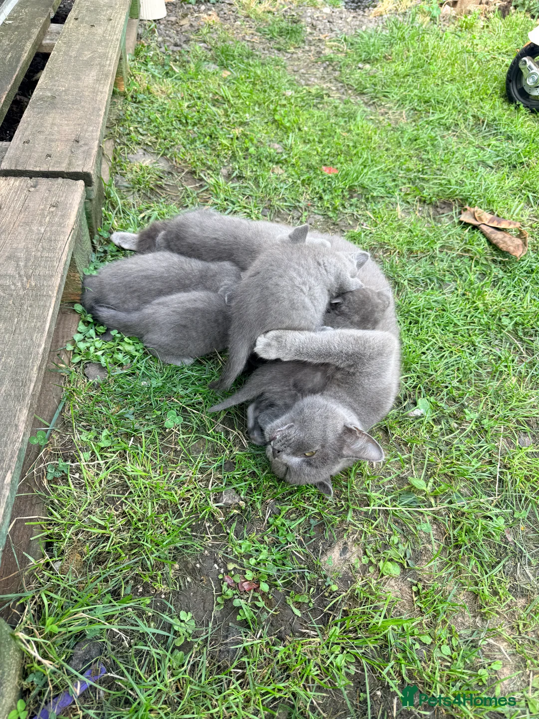 British Shorthair cats for sale: Scotish fold /British shorthair kittens  - Advert 2