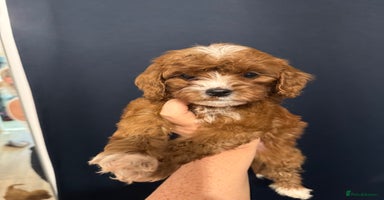 Mixed Breed dogs Cavapoo puppies  - Advert 16