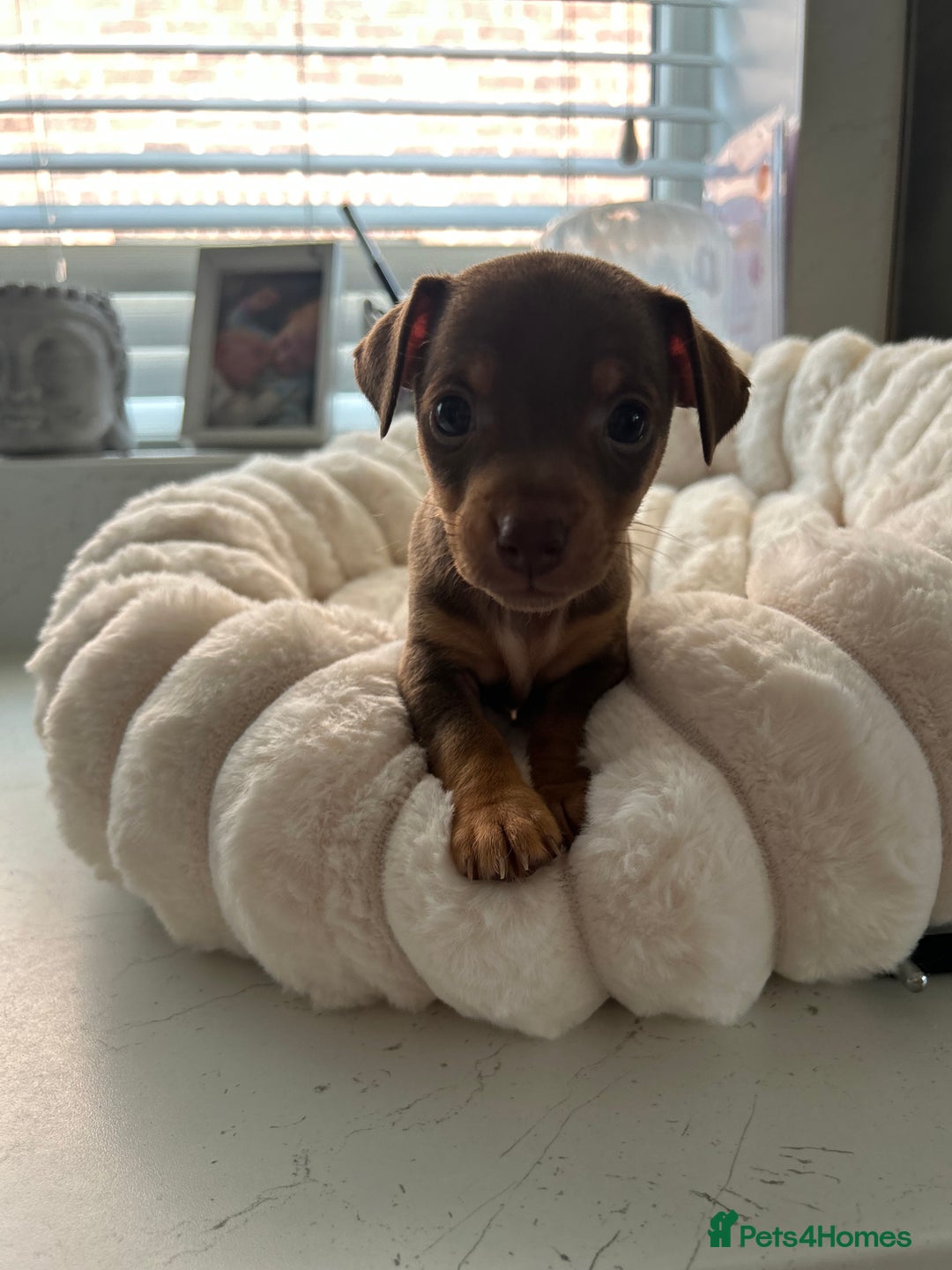 Jack Russell dogs for sale: READY NOW - beautiful tiny choc babies! 1 girly  - Image 29