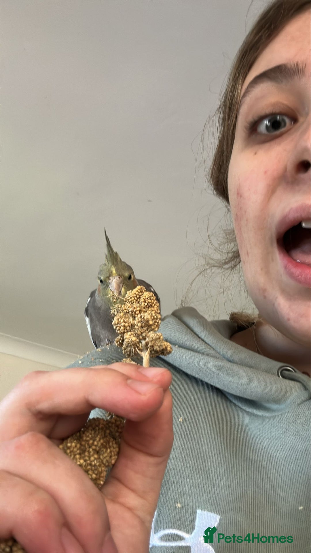 Cockatiels birds for sale: 2 Cockatiels - Hand reared - Advert 3