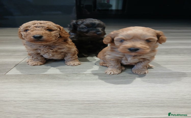 Mixed Breed dogs - Advert 5