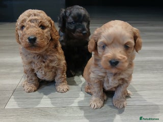 Mixed Breed dogs - Advert 18