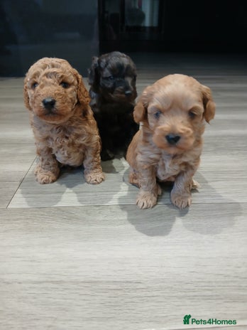 Mixed Breed dogs - Advert 5