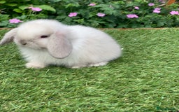 Mini Lop rabbits for sale: Pure bred mini lops  - Image 3