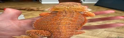 Bearded Dragon reptiles for sale: Last stunning bearded dragon - ready to leave!  - Advert 5