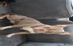 American Bully dogs for sale: Female pocket bully lilac & tan  - Image 4