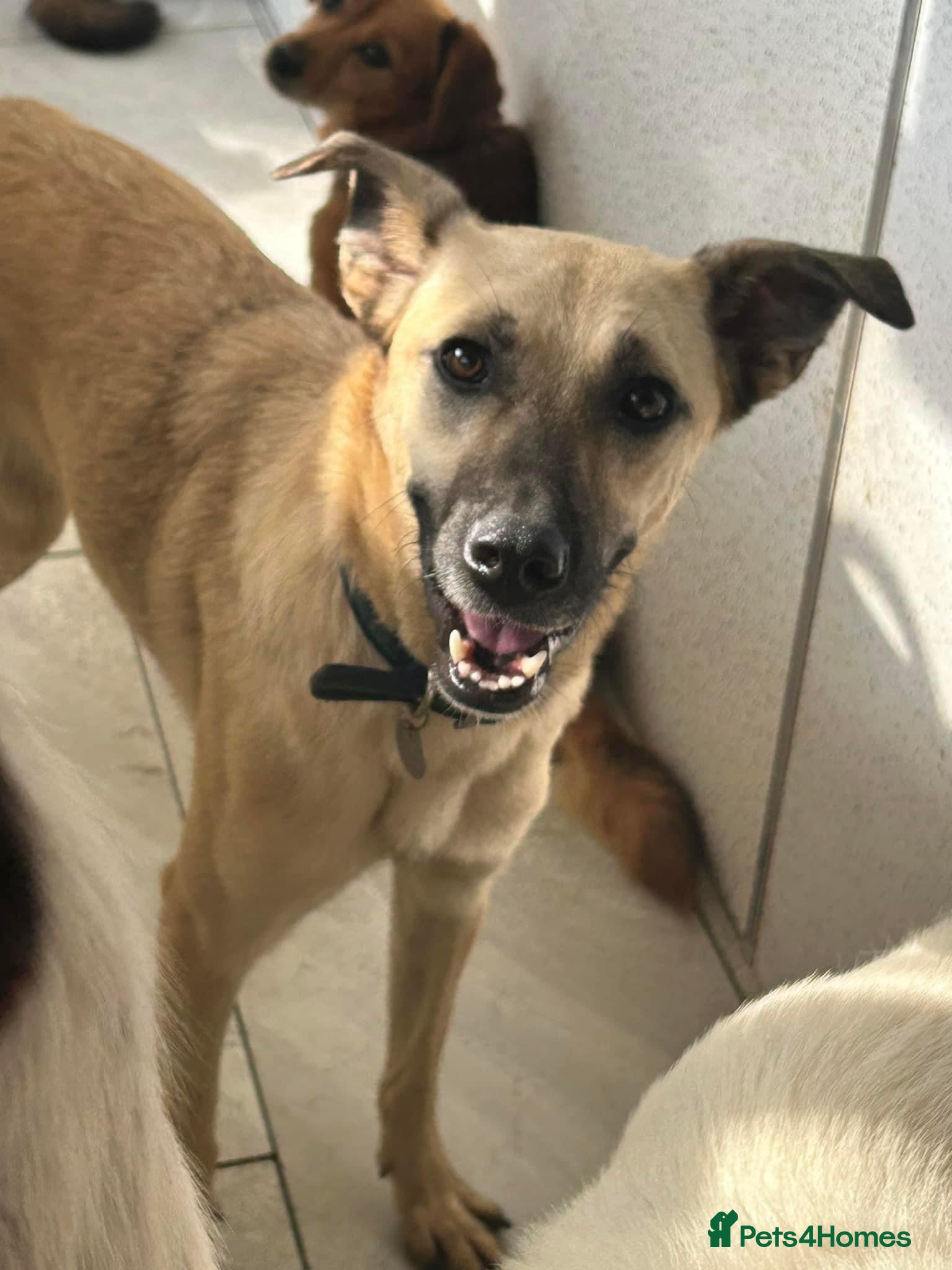 Mixed Breed dogs Isodora - Norwich Norfolk  in Norwich - Advert 12