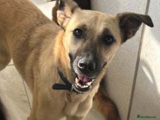 Mixed Breed dogs in Norwich - Advert 23