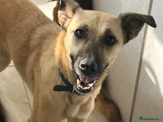 Mixed Breed dogs Isodora - Norwich Norfolk in Norwich - Advert 16