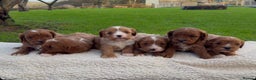 Cavapoo dogs for sale: Cavapoo Puppies - Advert 6