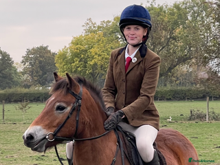 Exmoor horses Exmoor 12’1 gelding rising 6 drafted as a foal - Advert 3