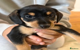 Mixed Breed dogs for sale: Beautiful miniature dash X Maltese  - Image 5