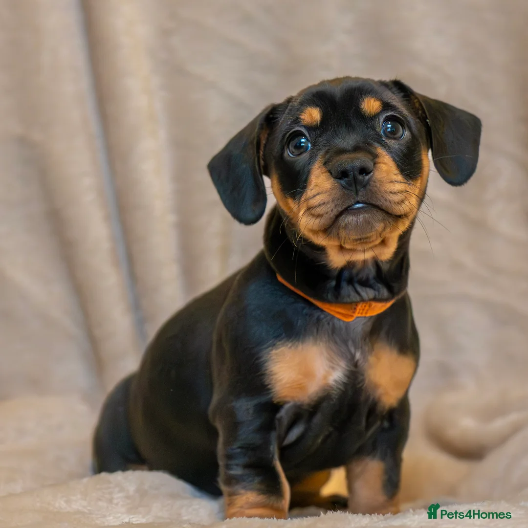 Mixed Breed dogs for sale: French Bull Wieners  - Advert 9