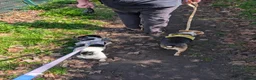 Jack Russell dogs for sale: Two lovely small dogs - Advert 1