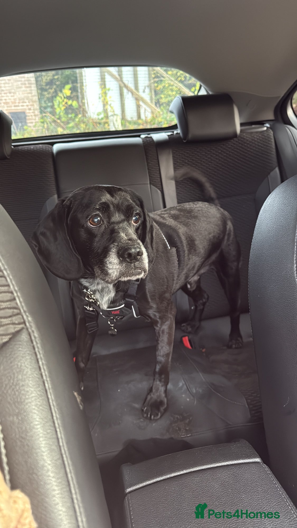 Mixed Breed dogs for sale: Beagle Labrador  in Ilkeston - Advert 3