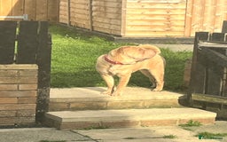 Shar Pei dogs for sale: Gorgeous 10 month old Shar pei girl  - Image 4