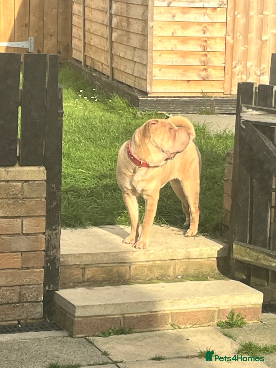 Shar Pei dogs for sale: Gorgeous 10 month old Shar pei girl  - Image 4