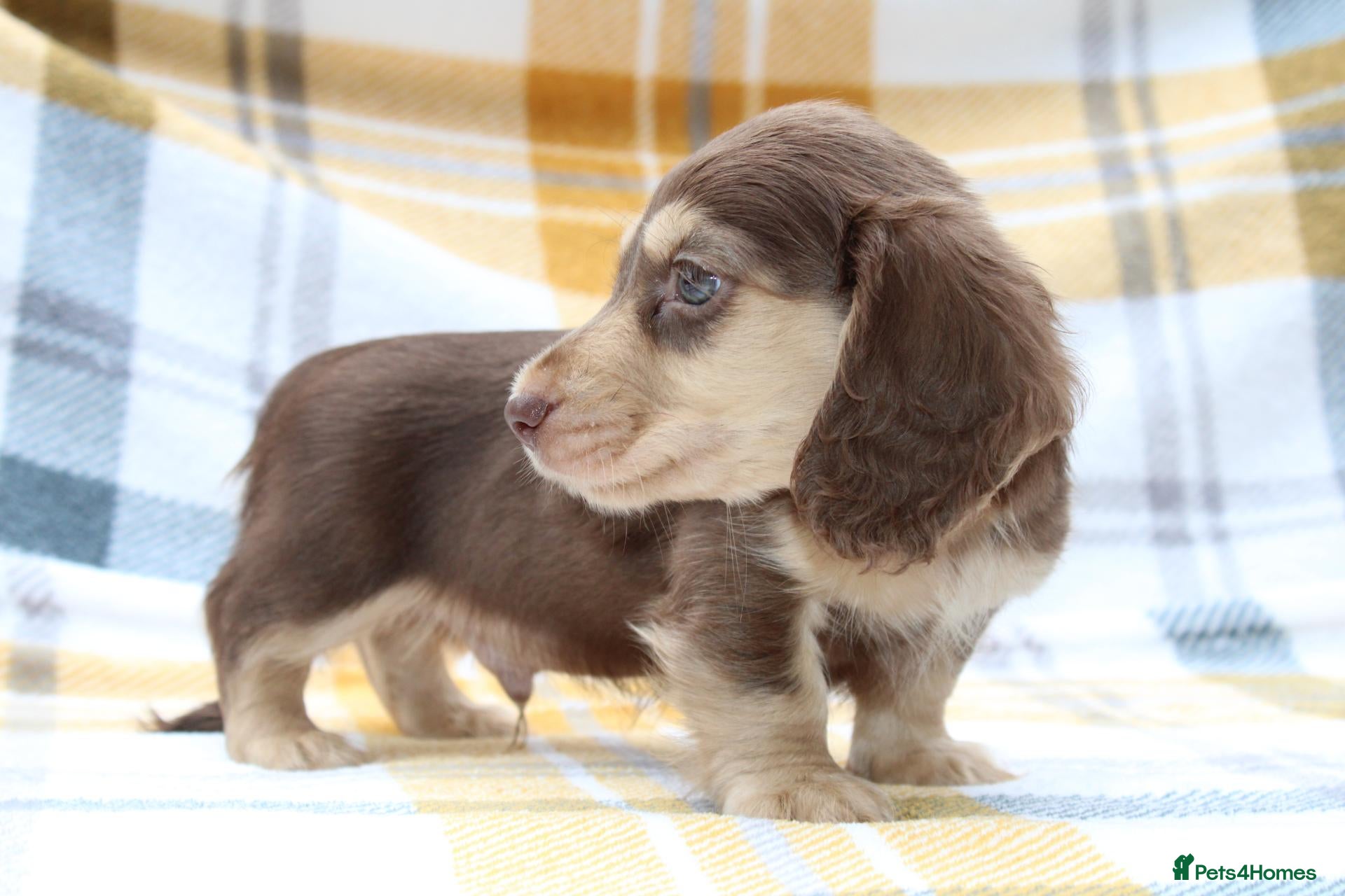 Miniature Dachshund dogs Cream dapple  - Advert 8