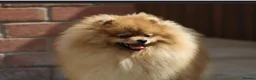 Pomeranian dogs for sale: Stunning pomeranians for sale both parents KC  in Ely - Advert 15