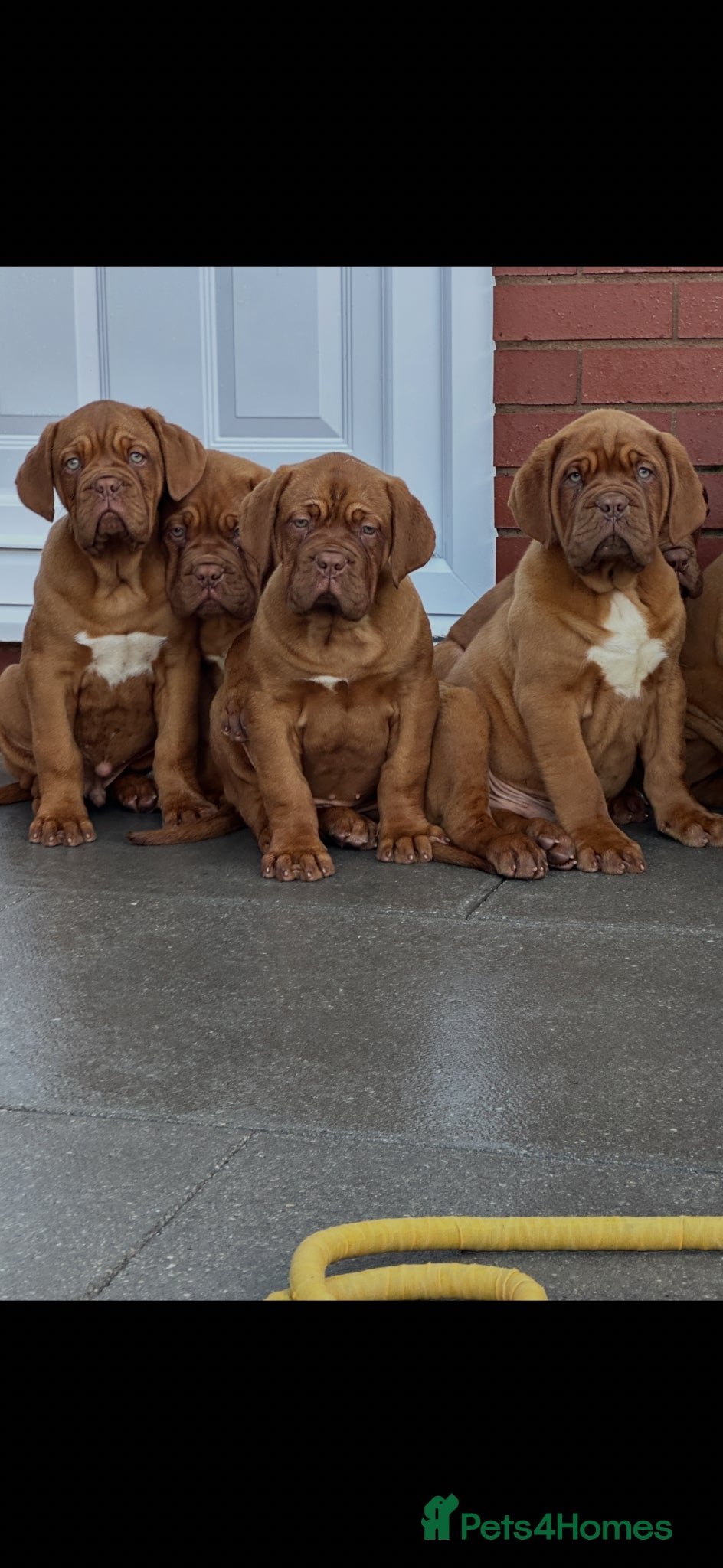 Dogue De Bordeaux dogs Show quality dogue de Bordeaux puppies .  - Advert 1