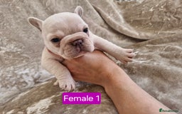 French Bulldog dogs for sale: French Bulldog Puppies  - Image 19