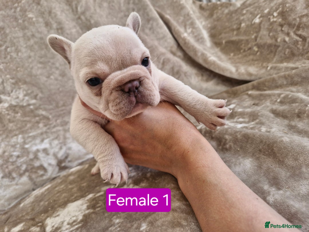 French Bulldog dogs for sale: French Bulldog Puppies  - Image 19