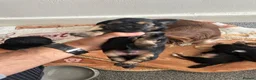 Chorkie dogs for sale: Four little beautiful dog in mother - Advert 3
