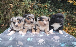 Border Collie dogs for sale: Border Collie Puppies Top Quality! - Image 1