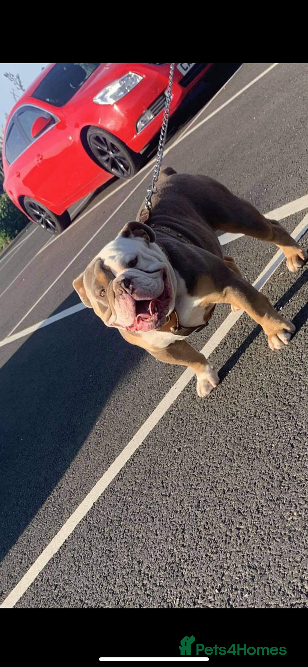 Olde English Bulldogge dogs for stud: Old English bulldog  - Advert 4