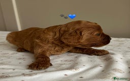 Cavapoo dogs for sale: Fully health tested Cavapoo 🐾🐶 - Image 18