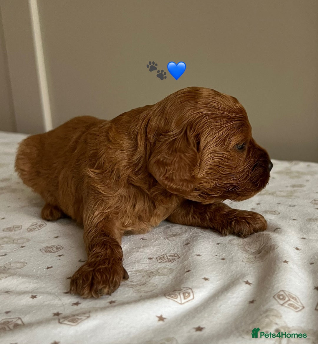Cavapoo dogs for sale: Fully health tested Cavapoo 🐾🐶 - Image 18