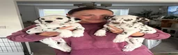 Dalmatian dogs for sale: Exceptional Litter. 2 Boys Remaining  - Advert 3