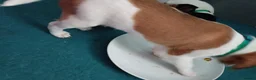 Jack Russell dogs for sale: Litter of 4 jack Russell puppies in Bolton - Advert 3
