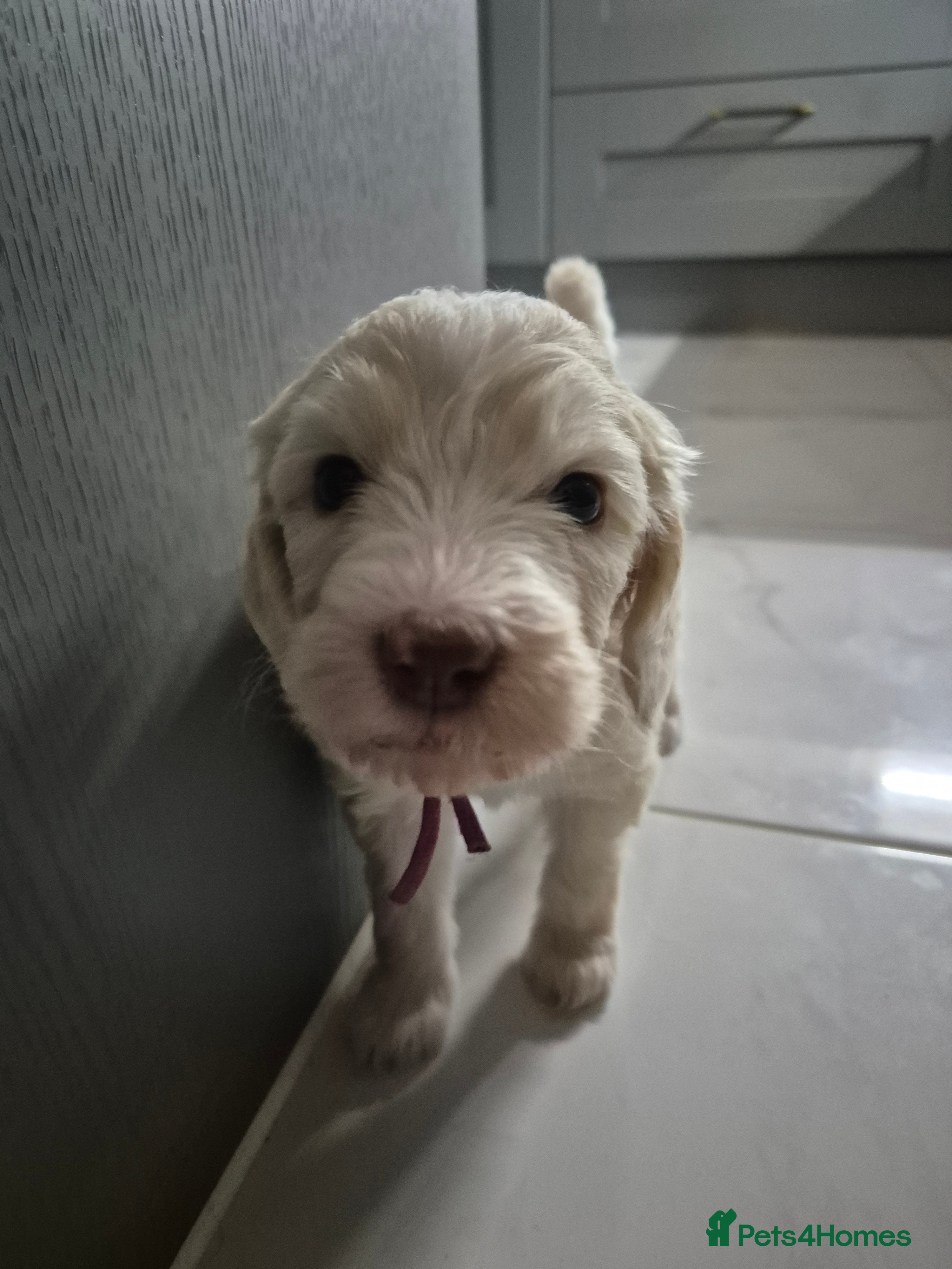 Sheepadoodle dogs Stunning sheepadoodle's - Advert 1