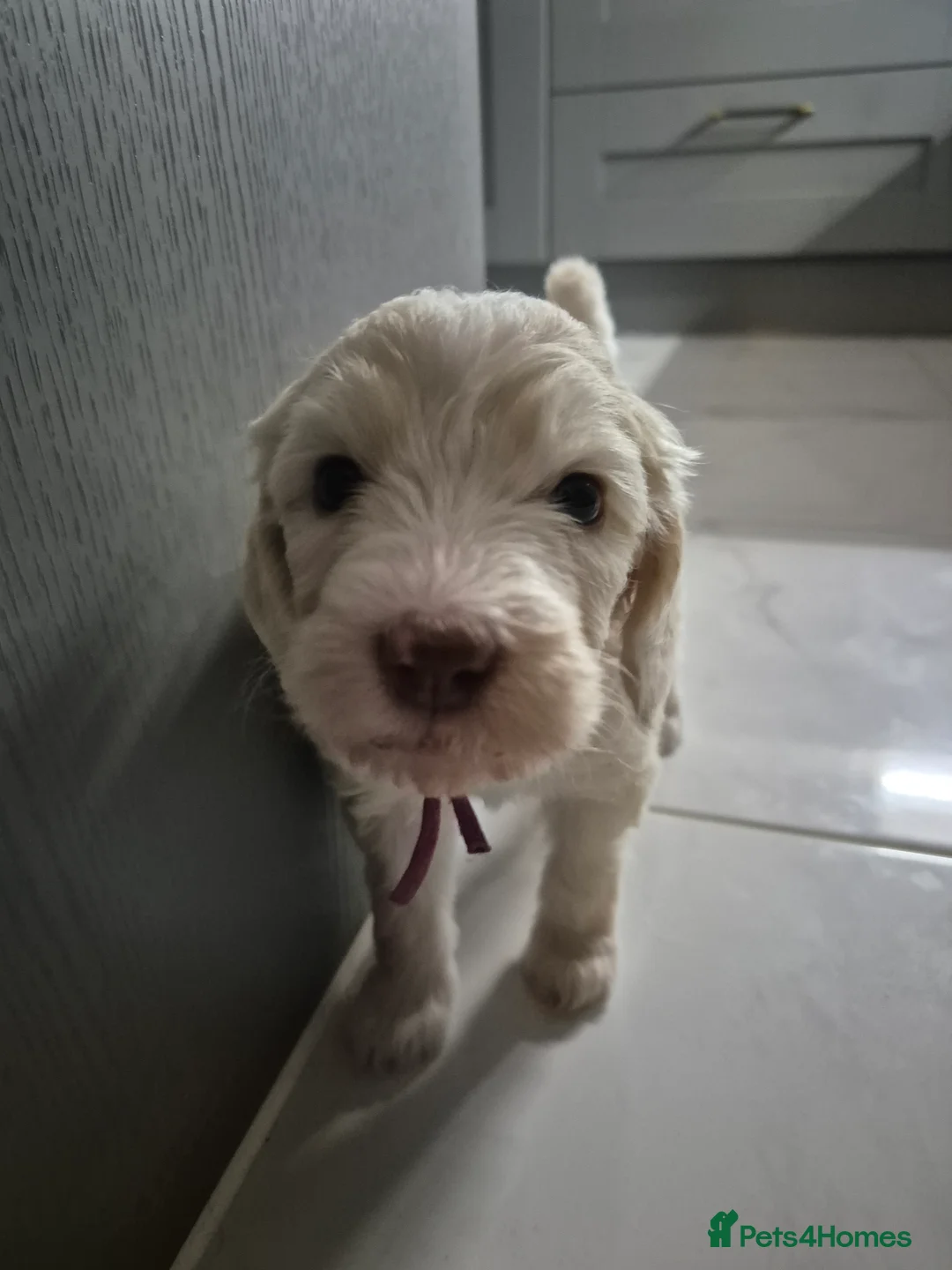 Sheepadoodle dogs for sale: Stunning sheepadoodle's - Advert 1