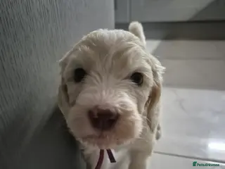 Sheepadoodle dogs Stunning sheepadoodle's - Advert 1