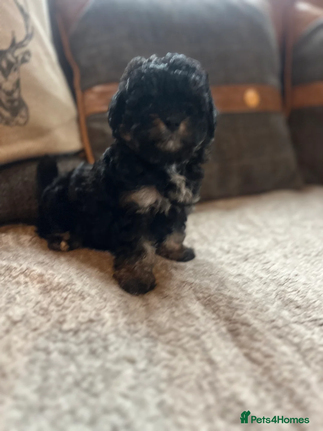 Shihpoo dogs for sale: Imperial Shitzu x toy poodle (3/4 Toy Poodles )    - Advert 8