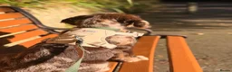 Labradoodle dogs for sale: Brown Merle labrdoodle - Advert 10