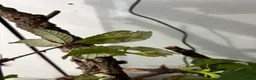 Stick Insects invertebrates for sale: Leaf Insect Nymphs in Newton Abbot - Advert 1